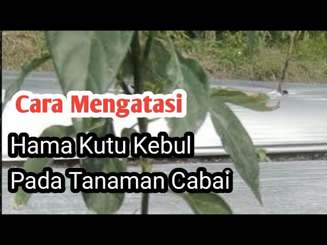 Cara Mengatasi Hama Kutu Kebul pada Tanaman Cabai Dengan Tepat