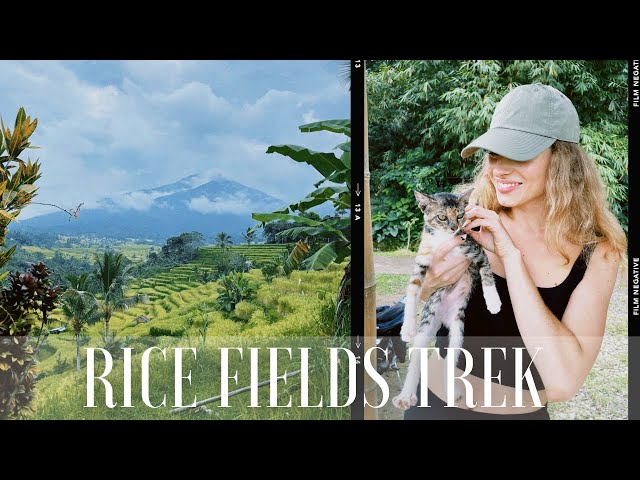 A rice fields trip in Jatiluwih, Bali
