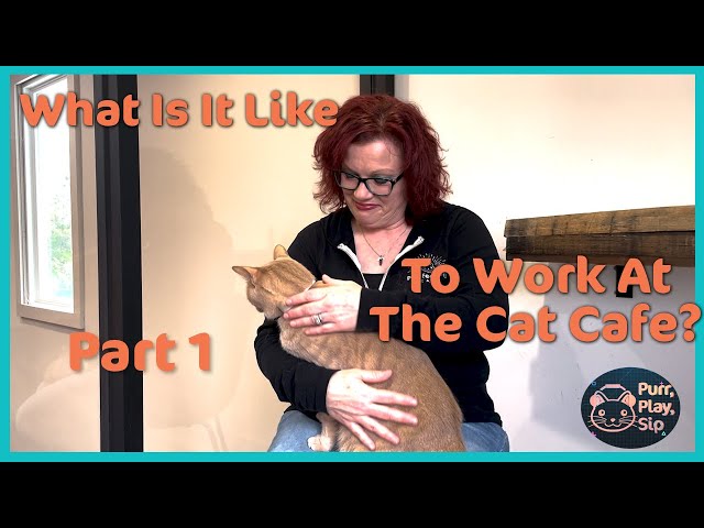 WHAT Is It Like To Work At A Cat Cafe?? Part 1