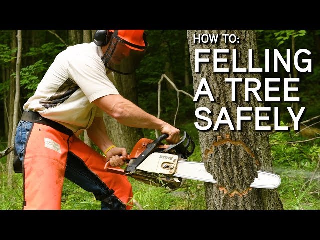 How To Fell A Tree With A Chainsaw | Step By Step