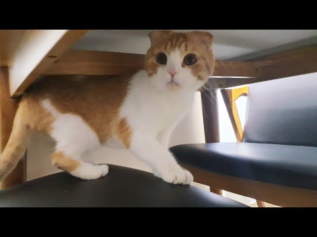 [180 3D] verelife 2 츄르 대마왕~