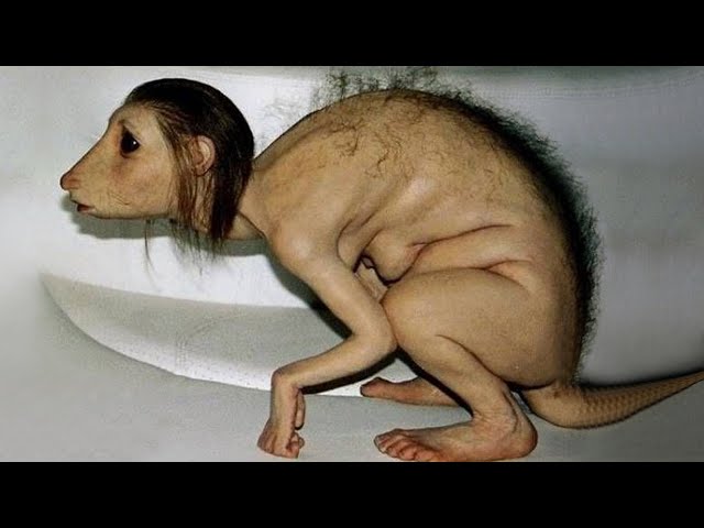 Terrifying Experiments: Human-Animal Hybrid Results