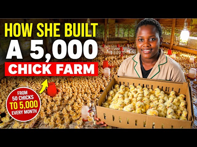 Inside a Poultry farm that started with 50 chicks and now its Brooding and selling 5,000 Chicks