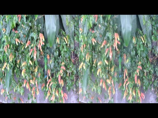Humming bird caught feeding in stereo 3D