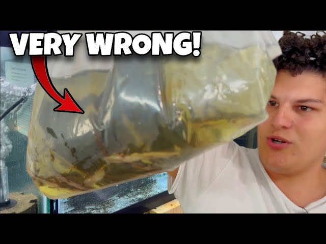 This Monster Fish Import Went VERY Wrong…