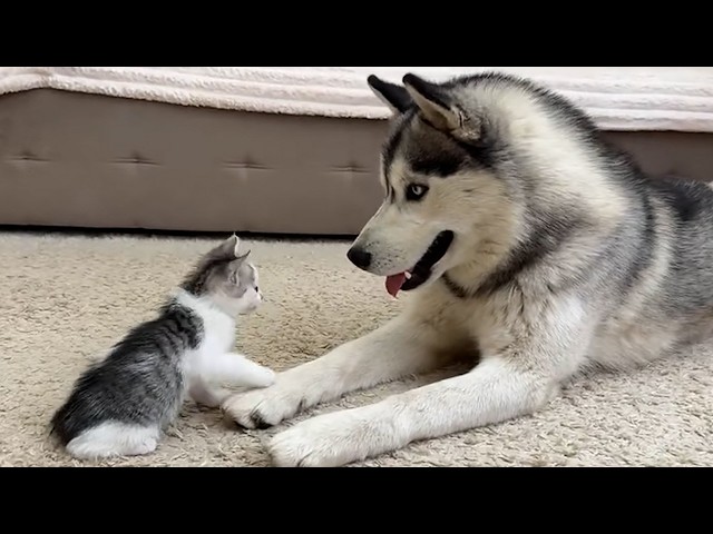 When Your Kitten Bosses Around a Dog on Their Very First Meeting!