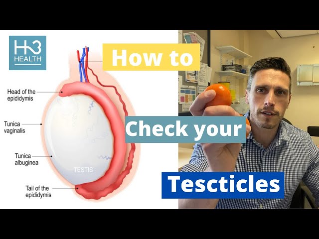 How to examine your testicles - all you need to know