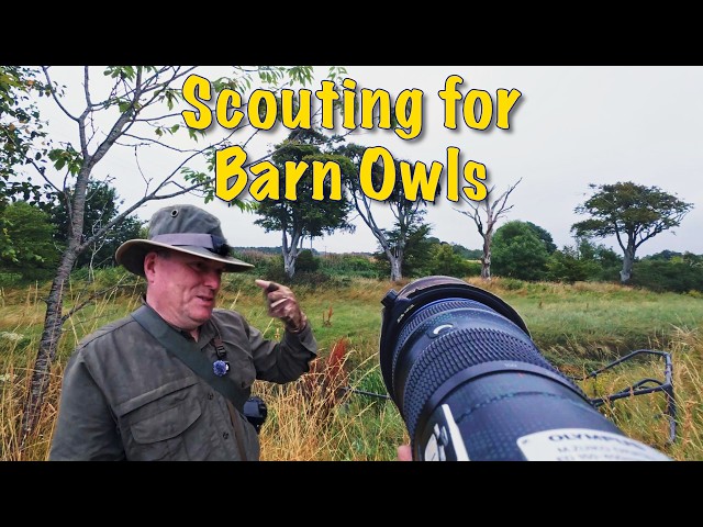 In Search of Barn Owls