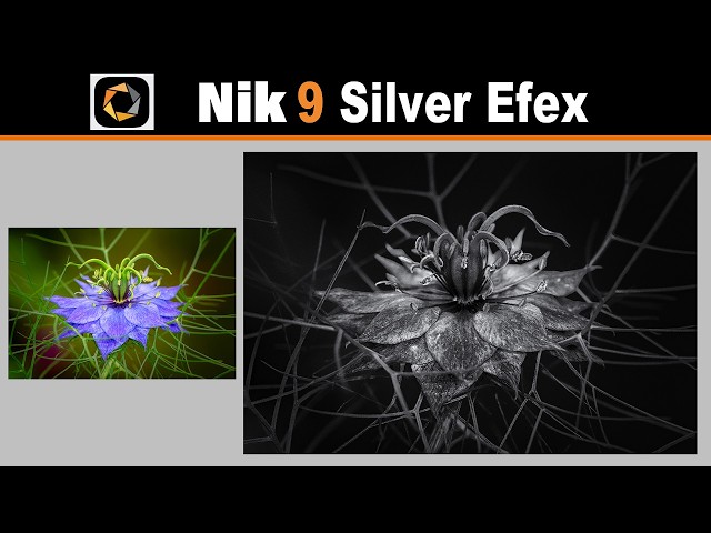 NIK 9 Silver Efex (Black and White Flower Edit)
