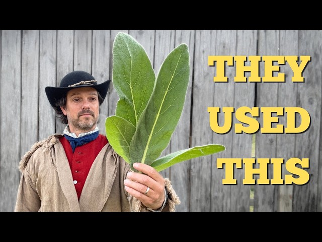 Why This Plant Followed Colonial Settlement