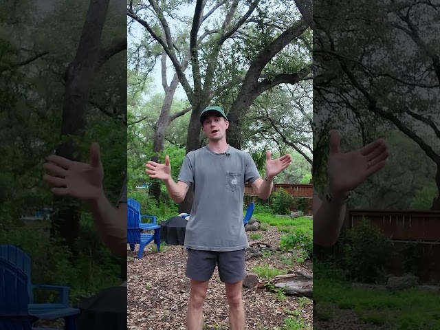 How to Revive a Dead Backyard