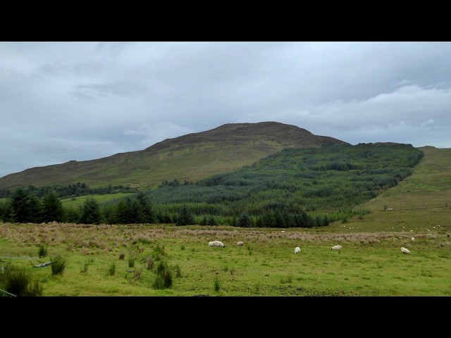 Sheep dip day in rural Co. Donegal. #sheep #dipping  #hd  #rurallife #donegal