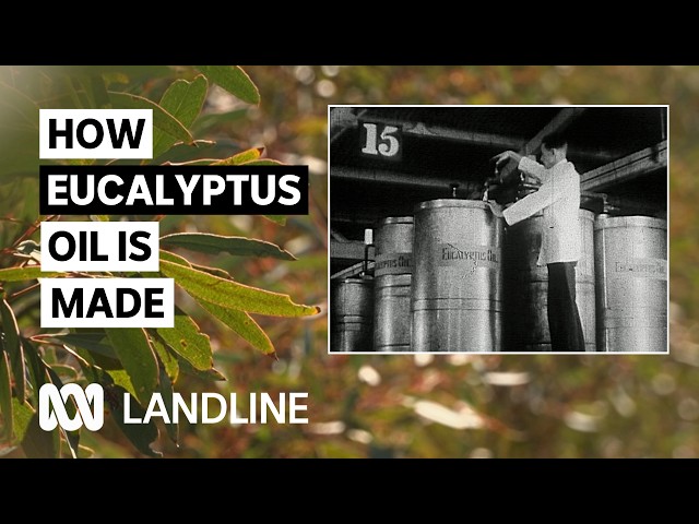 Australian producers lead innovation in higher oil yielding trees | Landline