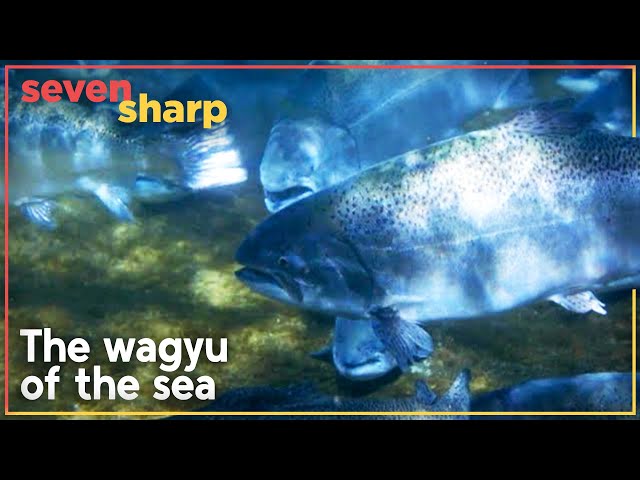 Giant salmon, large enough to feed 100 people, accidentally discovered in New Zealand | Seven Sharp