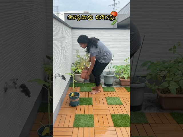 എന്റെ അടുക്കള തോട്ടം 🍅 #japan #minivlog #lifestyle #garden