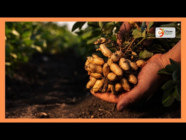 Smart farm | Kiambu farmers turn small plot into profitable agro-enterprise