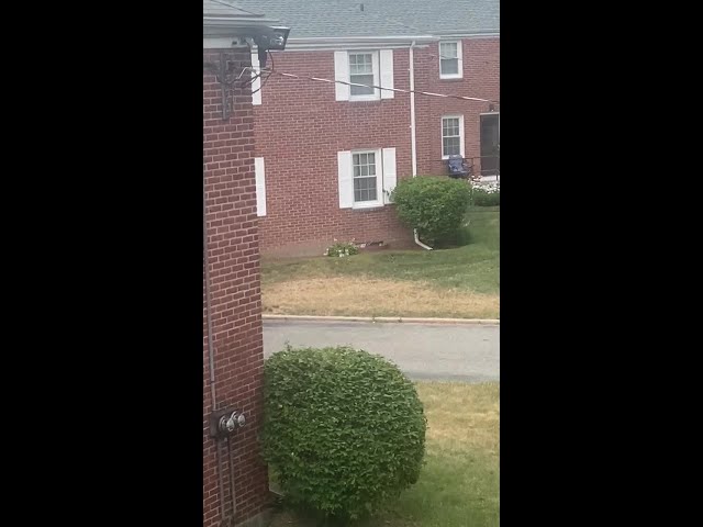 VIDEO: Bear reports rising in western Massachusetts