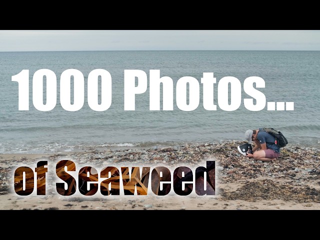 Macro Photography on the Seaside