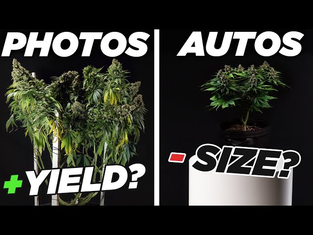 Autoflowers VS Photoperiods: What Makes Them Different?