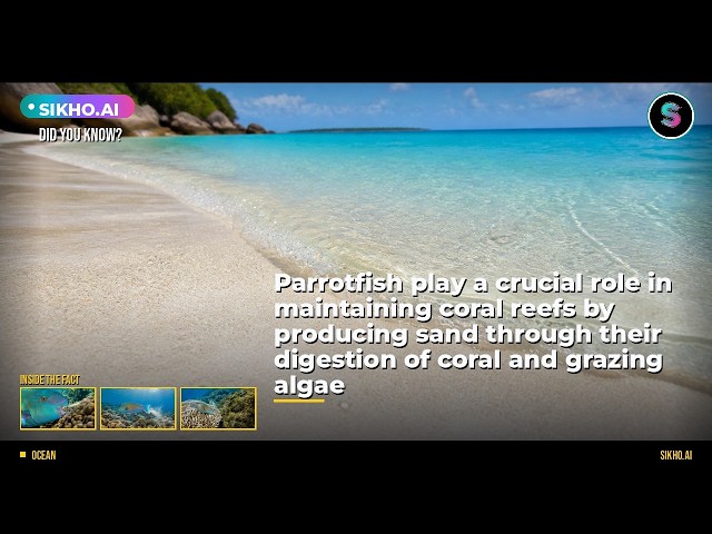 Did You Know Parrotfish Create White Sand Beaches? | Sikho.ai