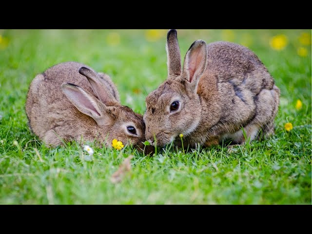 The Wonderful World of Rabbits: A Mini Documentary