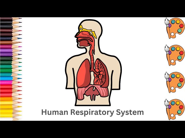 Human Respiratory System - Sketch Art and Paint | Step by step tutorial | Pencil to Palette