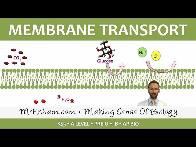 Eukaryotic Cell Structure - Transport across Membranes - Post 16 Biology(A Level, Pre-U, IB, AP Bio)
