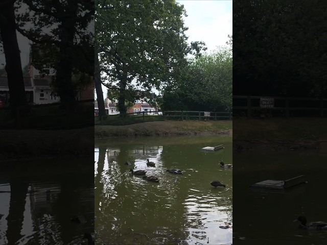Morning Ducks in England 🦆🇬🇧 #Shorts