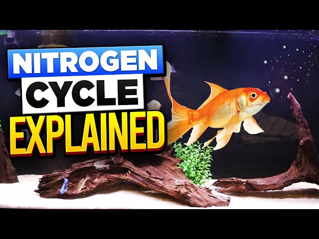 Nitrogen Cycle 101 - The #1 Mistake Killing Your Fish
