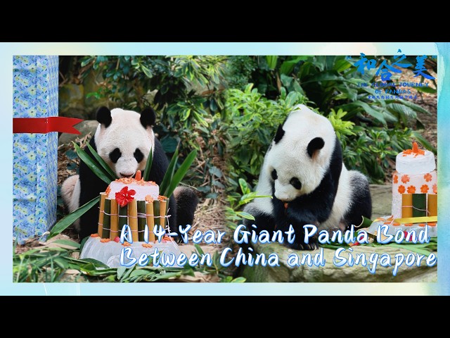A 14-Year Giant Panda Bond Between China And Singapore | iPanda