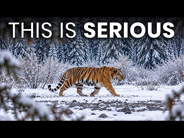Tigers Keep Being Reported Across Alaska — And No One Can Explain Why