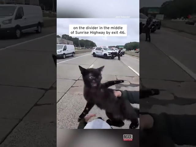 Angry Cat Seems Annoyed To Be Rescued From Highway #shorts