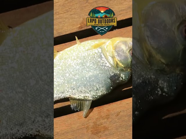 Cut the Line, Save the Fish #fishing #catchandrelease #shorts #short
