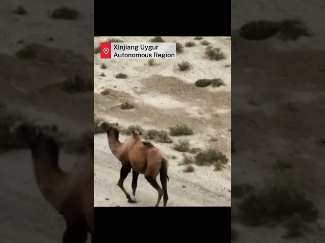 Wild Bactrian camel captured in nature reserve in Xinjiang