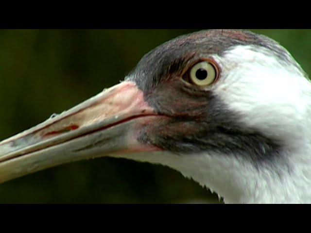 Wild Tech: How Cutting-Edge Technology Is Saving Endangered Species