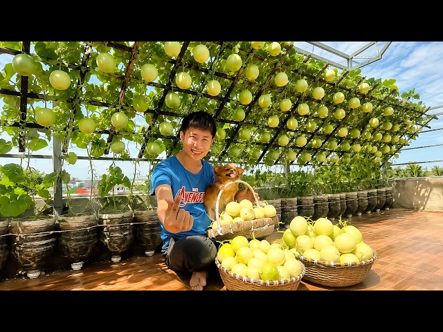How I Grow So Many Oriental Melons in a Small Rooftop Garden | DIY Vertical Gardening