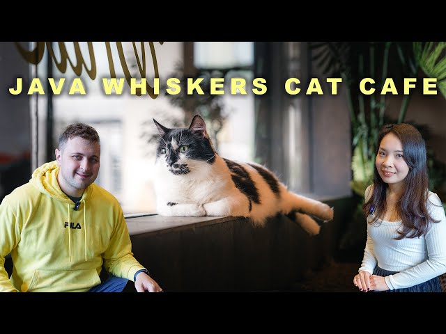 Java Whiskers Cat Café | Explore London (倫敦) Cat Cafe