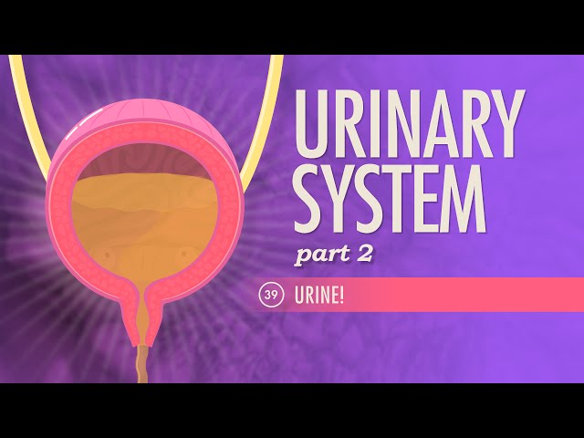 Urinary System, Part 2: Crash Course Anatomy & Physiology #39