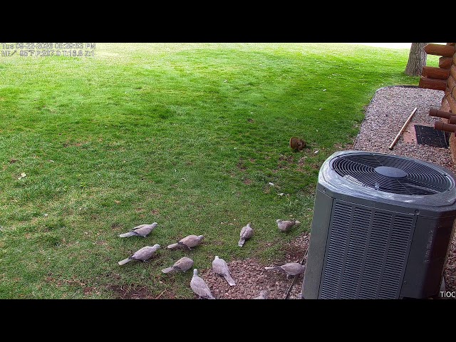 Bird Feeder Too
