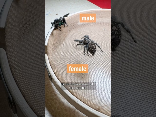 Jumping Spider Seduction | #DeepLook #Shorts