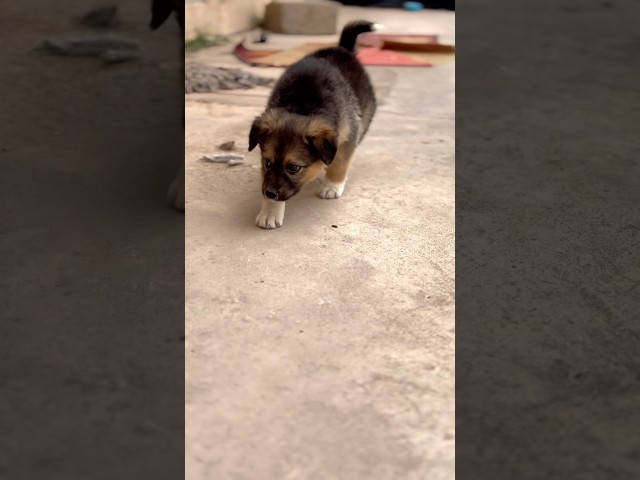 Puppy ko support kro #shortsfeed #shortsvideo #shorts #ytshorts #doglover #dog #dogshorts #puppy