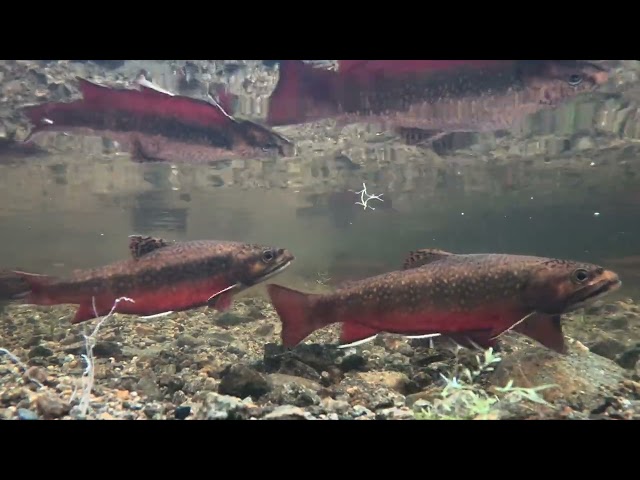 Incredible Wild Brook Trout Spawning Underwater Video 4K