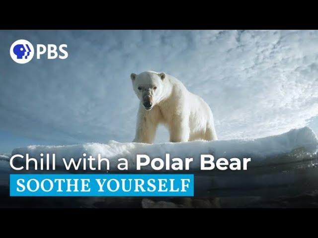 Chill with a Polar Bear
