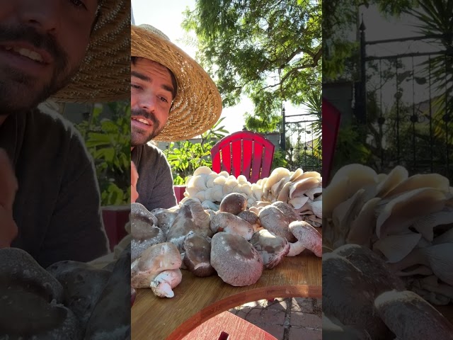 Mushrooms Make Vitamin D With This Simple Step