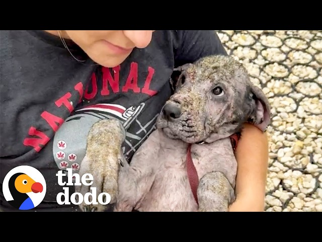 Scared Pittie Gets Her Own Princess Diaries Glow-Up | The Dodo