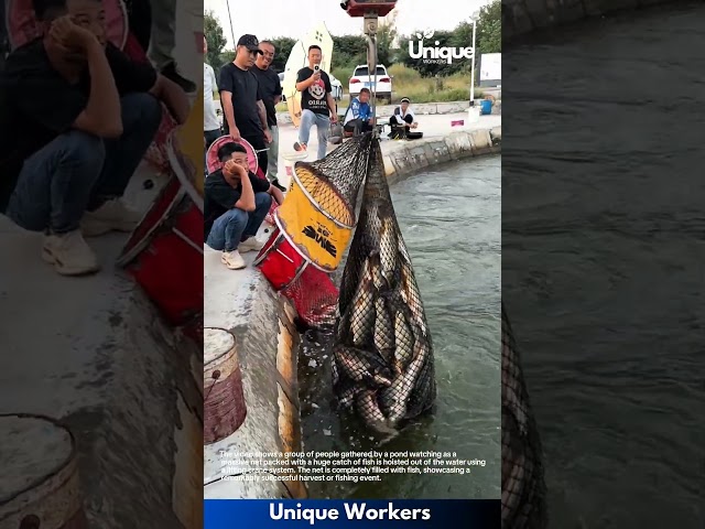 Massive Fish Catch: Lifting a Giant Net Full of Fish from Pond