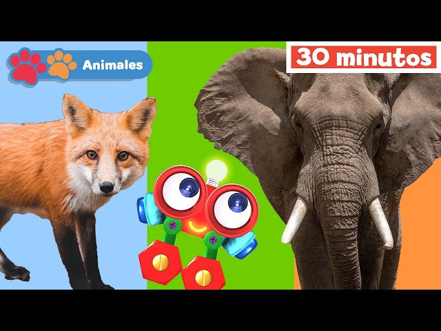 Mis Amigos Animales con Robi | Aprender animales | Educación para bebés | Mi Primera Universidad