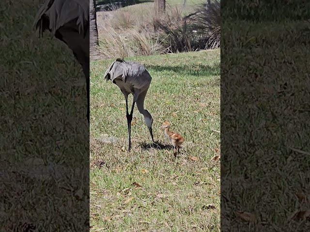 Sandhill Crane Baby Chick
