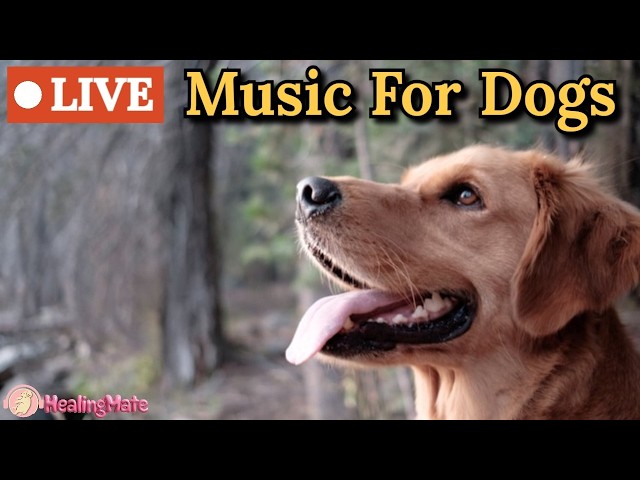 🔴24 Hours of Dog Music🎵🐶Calming Sleep Music for Anxious Dogs 🐶🎵Music to Ease Separation Anxiety