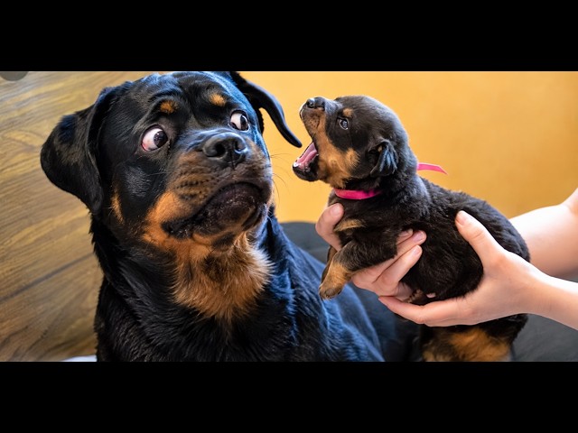 Dogs Who Were NOT Ready for This 😂 | Funny Dogs Compilation